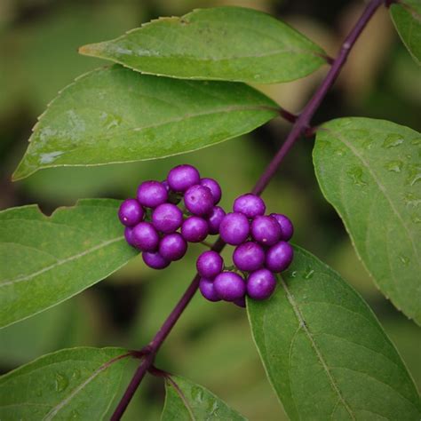Cross pollination is needed to produce the flavorful fruit, which is used to make jams and jellies or feed wildlife. 5 Plants You'll See Everywhere When You Move to Virginia ...