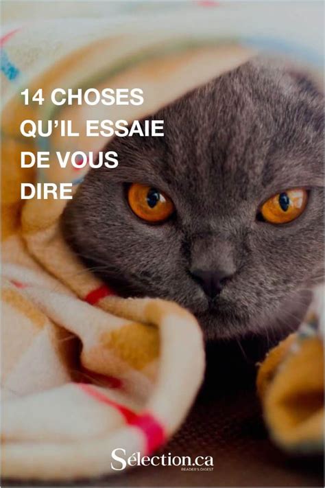 Video Chat Image Chat Voici Kitten Cat Cats Secret Guide