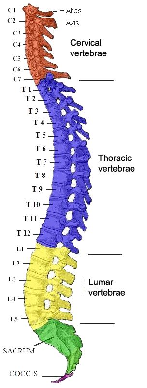 What does the name bones mean? The Vertebral Column | Human Anatomy and Physiology Lab (BSB 141)