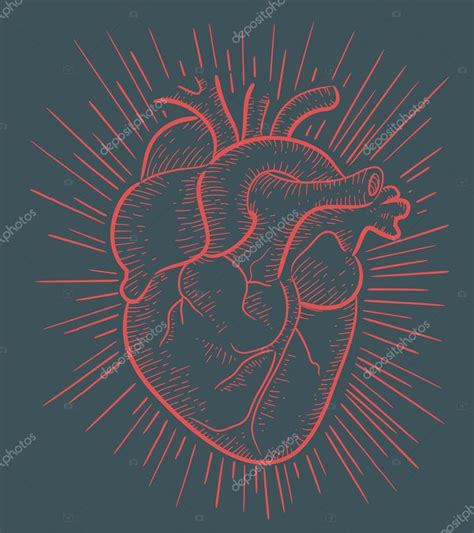 Coração Humano Desenhado à Mão Stock Vector By ©bernardojbp 63263869
