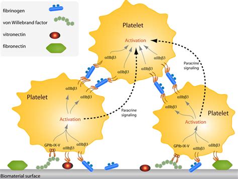 Uremic Platelet Dysfunction Heme Medbullets Step 23