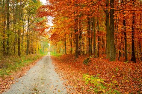 A Straight Road Through A Colorful Autumn Forest Autumn View Stock