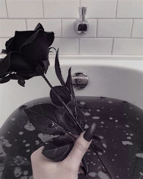 16 Aesthetic Black Rose Pictures Iwannafile