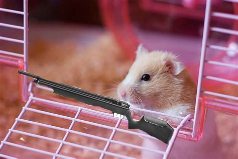 Nra Makes Move To Arm Nations Class Hamsters