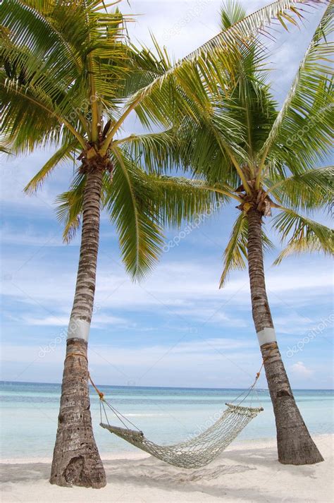 Download coconut tree images and photos. Coconut tree with hammock on white beach — Stock Photo ...