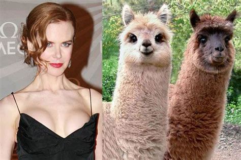 Nicole kidman movies ranked by how much i scream about them. Nicole Kidman has alpacas on her farm. | Unusual animals ...
