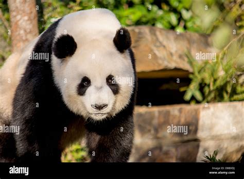 A Close Up Of A Giant Panda Stock Photo Alamy