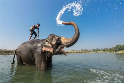 Wat Er Way Shower Elephant Squirts Rider As Man Takes A Wash On The