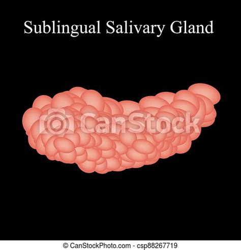 Sublingual Salivary Gland Vector Illustration On Isolated Background