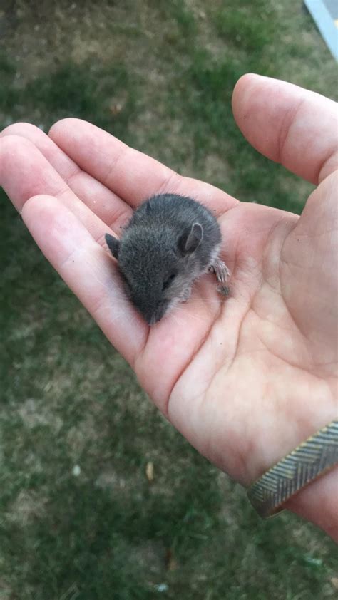 Baby Vole Image Baby Viewer