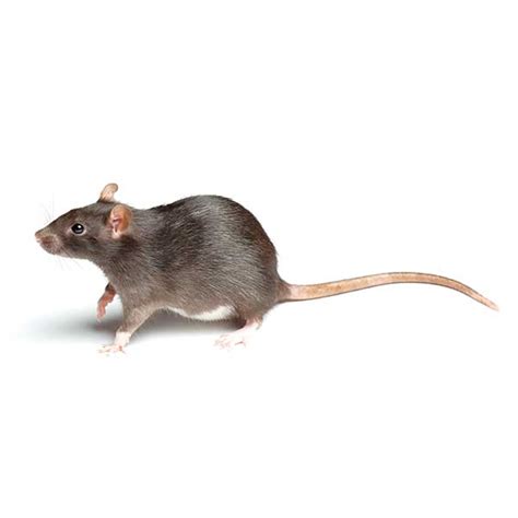 Norway Rat Identification And Info Bug Out Pest Control And