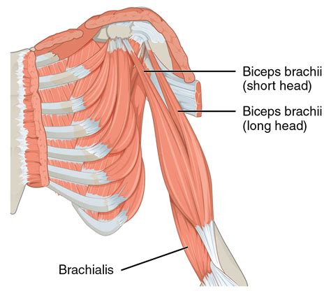 Bicep Anatomy Diagram