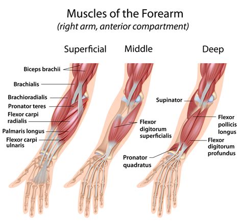 A Guide To The Forearm Muscles