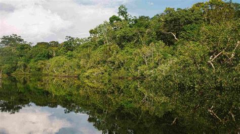 A Trip To The Amazon Explore The Largest Equatorial Rainforest On The