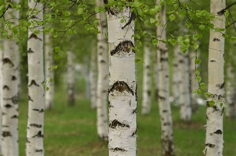 Hd Wallpaper Birch Tree Forest Grove Nature Outdoors Woodland