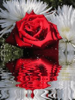 Log in to save gifs you like, get a customized gif feed, or follow interesting gif creators. Animated Roses Wallpaper | Rose wallpaper, Cellphone wallpaper