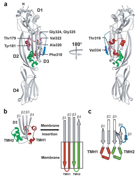 Pfo Structure Structural Elements And Mutations A Ribbon