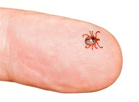 Why Are Lone Star Ticks So Dangerous Inspira Health