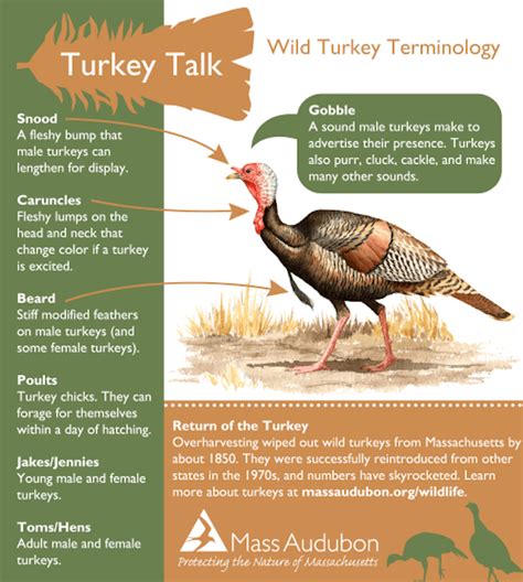 Lets Talk Turkey Wild Turkey Fun Facts Caught In Southie