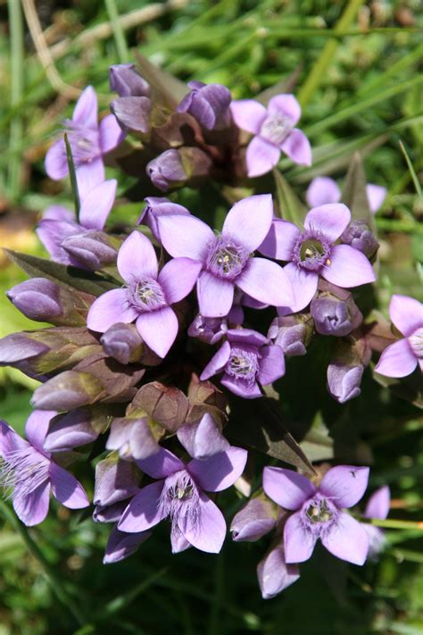 Free Images Nature Blossom Mountain Hiking Flower Petal Botany