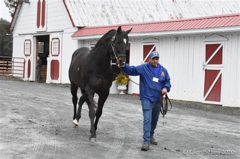 2020 Stallion Show Country Life And Merryland Farms