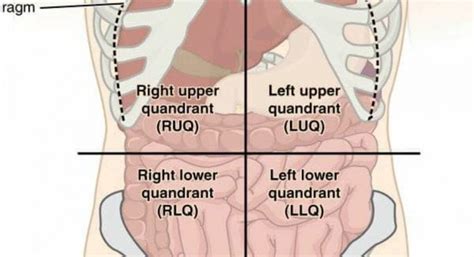 Unit 1 introduction to human anatomy physiology abdominal regions 9 quadrants diagram diagram quizlet : 4 Abdominal Quadrants | Treatments For Abdominal Quadrants Pain