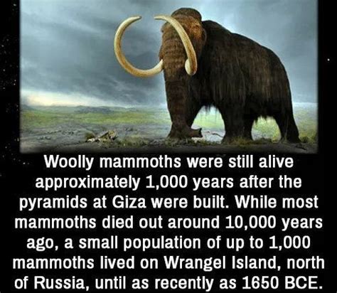 Woolly Mammoths Wooly Mammoth Unbelievable Facts Prehistoric Animals