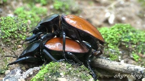 Stag Beetles Matingmpg Youtube