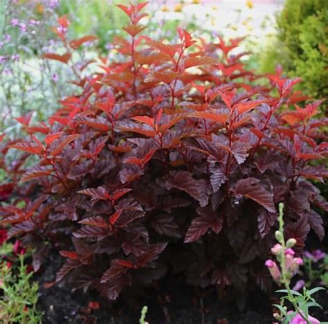 Physocarpus Opulifolius Hoogi016 Little Angel Dwarf Red Ninebark