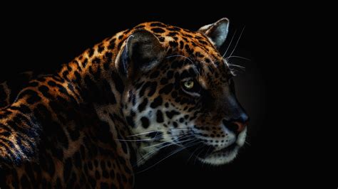 Download Animal Jaguar Hd Wallpaper