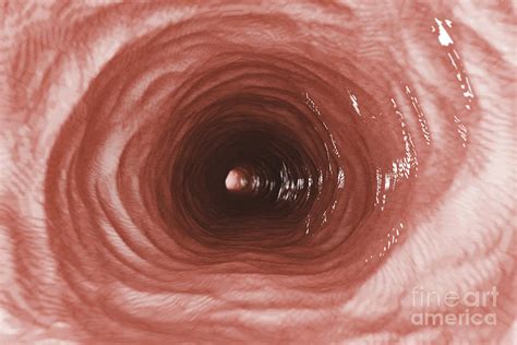 Inner Esophagus Photograph By Science Picture Co Fine Art America