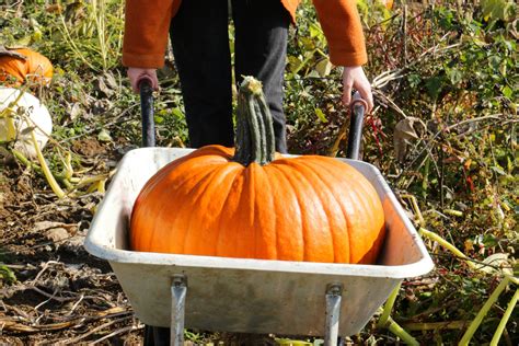How And When To Harvest Pumpkins For Halloween Real Homes