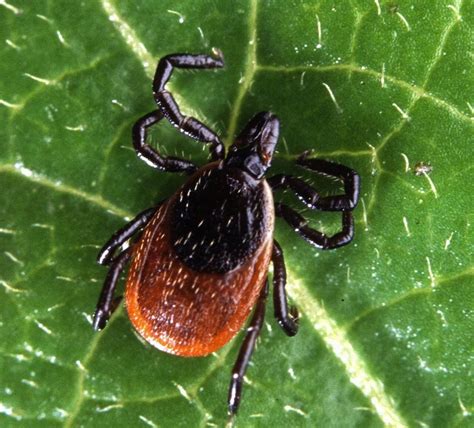 Michigans Tick Problem Is Growing Heres Tips To Avoid Bites Lyme