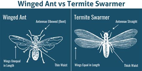 Termites Or Flying Ants Whats The Difference Presto X