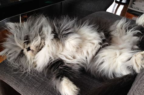 How to make cat hair grow faster. Hairy but Definitely Not Scary! - The Purrington Post