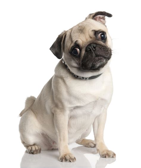 Pug Dog Hd Wallpapers High Definition Free Background