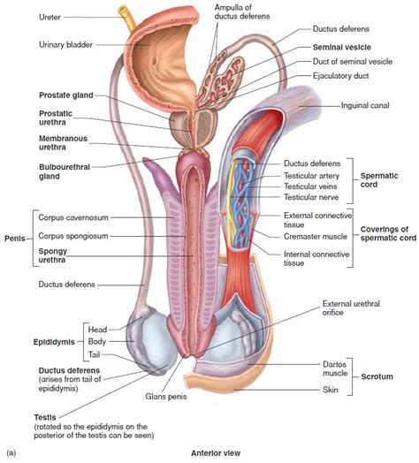 Understanding the anatomy and physiology of the upper gastrointestinal tract helps in selecting the procedure most suitable for each patient and in interpreting the results. Male Reproductive System