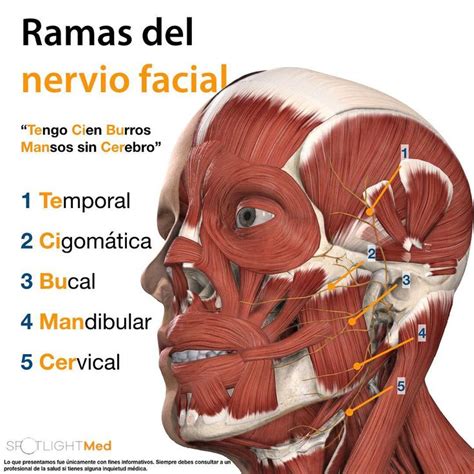 Ramas Del Nervio Facial Ncvii Spotlightmed Spotlight Spotlightmedicine D Medic