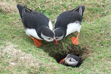 Pin On Puffins