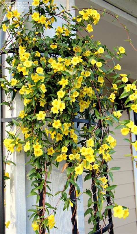 Plantfiles Pictures Gelsemium Species Carolina Yellow Jasmine Yellow