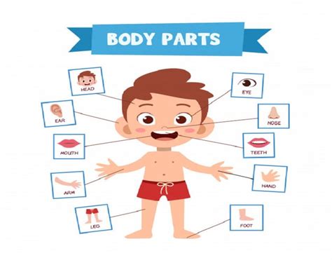 Aprender Las Partes Del Cuerpo Humano Con La Silueta Del Cuerpo Del