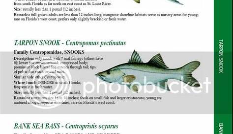florida fish size chart