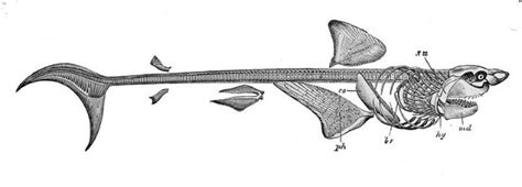 There are 206 bones in the body which make up the skeleton. 10 Facts About Great White Sharks | Fun Facts You Need to Know!