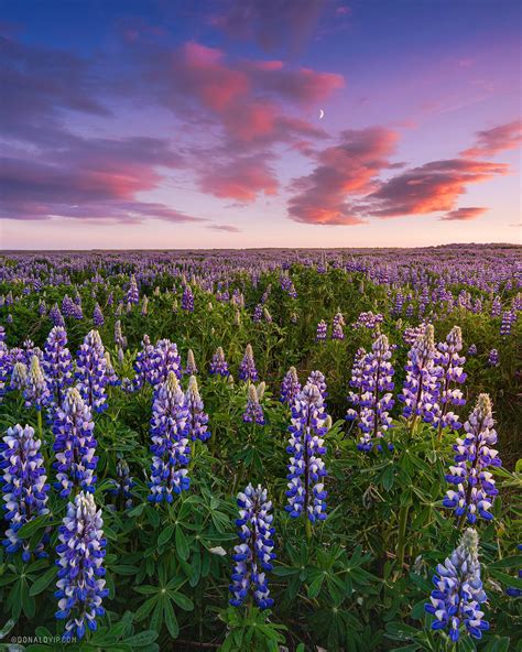 Lupine Flowers In Bloom Iceland Oc 1600x2000 Ig Donaldhyip R