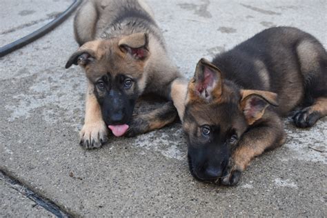 Roche pedigree german shepherd puppies, police dog puppies, long hair puppies for sale in iowa, michigan, minneapolis, minnesota, chicago premier german pedigree import puppies now available contact us today for more details! AKC Champion Bloodline Sable German Shepherd Puppies