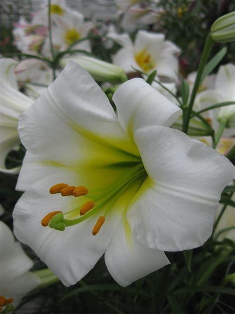 Lilium Regale Trumpet Lilies Buy Lily Bulbs From The