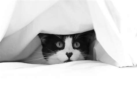 Setting up for adoption success. Guest post: 3 easy ways to train a scaredy cat | Best For Cats