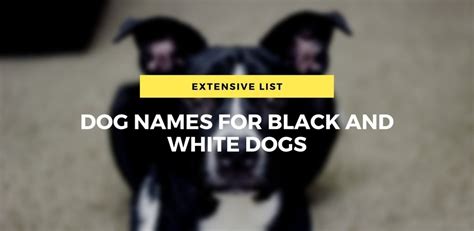 Extensive List Of Dog Names For Black And White Dogs