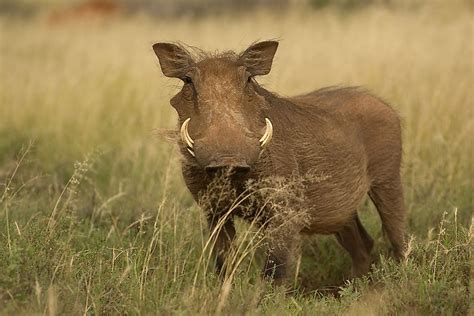 Common Warthog Facts Animals Of Africa Worldatlas