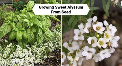 Growing Sweet Alyssum From Seed Indoors Or In Your Garden